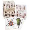 A Box of Beetles. Postkarten